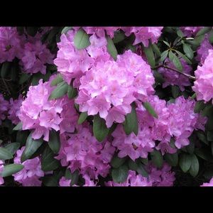 Meet your Posher, Bev